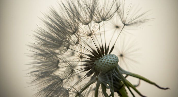 A beleza invisível: 17 fotos macro que revelam o encanto escondido da natureza 12