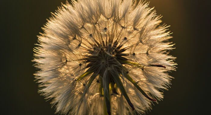 A beleza invisível: 17 fotos macro que revelam o encanto escondido da natureza 13