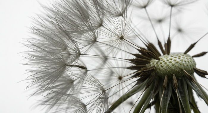 A beleza invisível: 17 fotos macro que revelam o encanto escondido da natureza 14