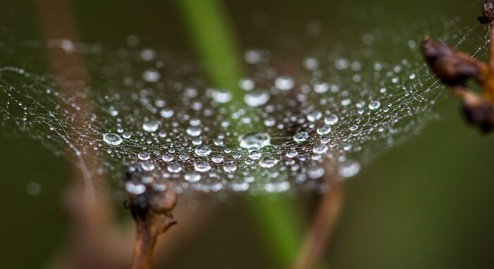 A beleza invisível: 17 fotos macro que revelam o encanto escondido da natureza 17