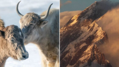 As fotografias de Khumais Idrees parecem saídas de um mundo de fantasia (38 fotos) 54