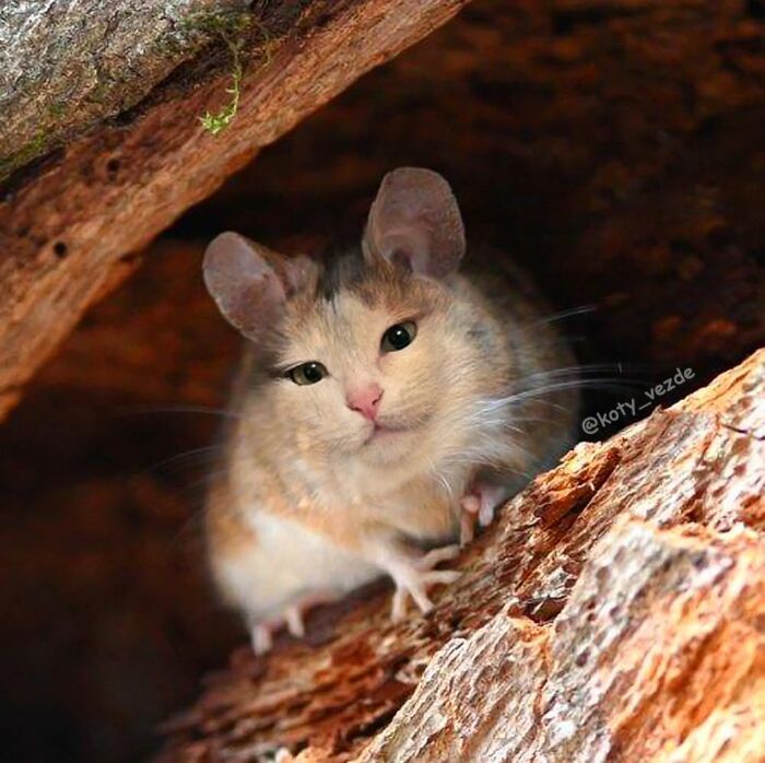 E se tudo tivesse rosto de gato? Bem-vindo ao universo felino mais maluco da internet (36 fotos) 3