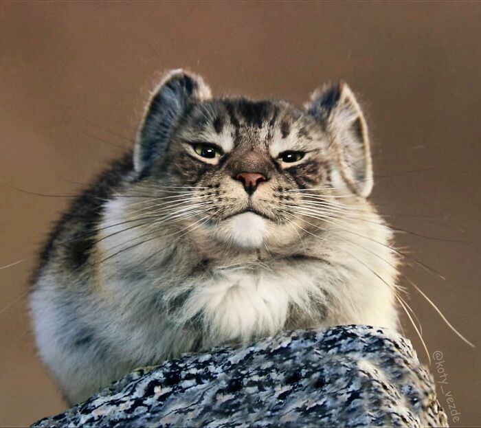 E se tudo tivesse rosto de gato? Bem-vindo ao universo felino mais maluco da internet (36 fotos) 9