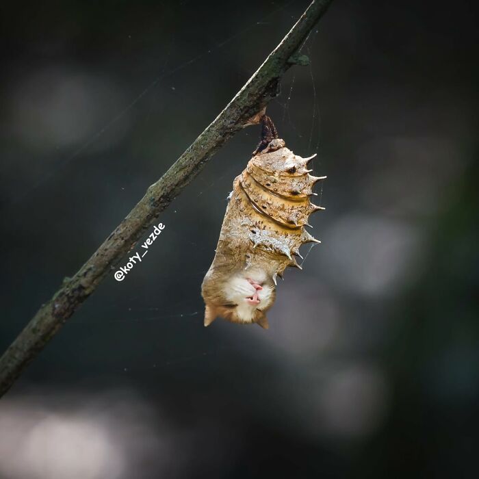 E se tudo tivesse rosto de gato? Bem-vindo ao universo felino mais maluco da internet (36 fotos) 10