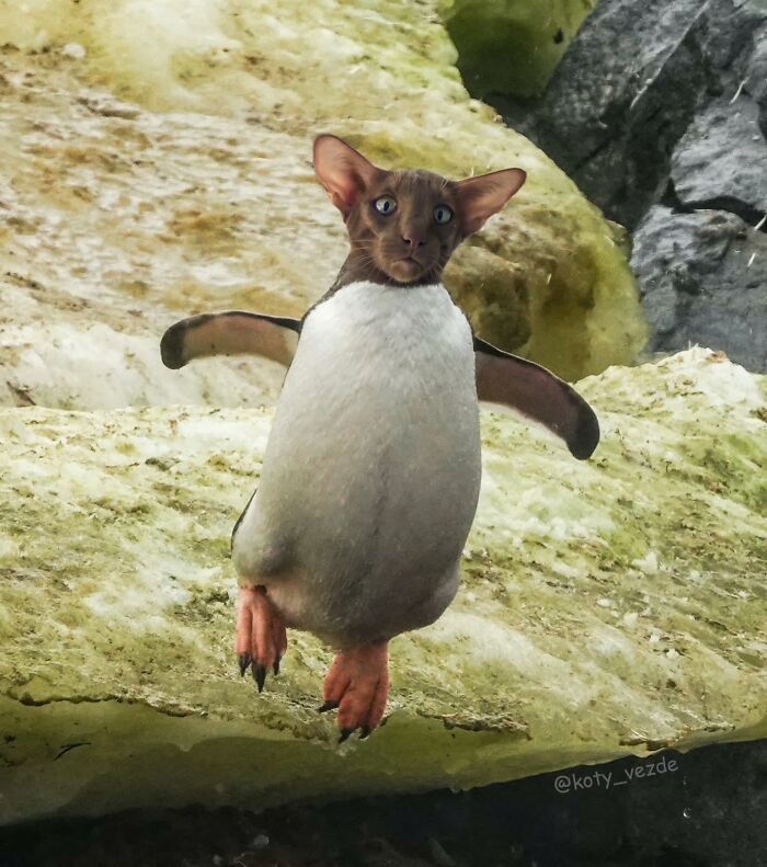 E se tudo tivesse rosto de gato? Bem-vindo ao universo felino mais maluco da internet (36 fotos) 12