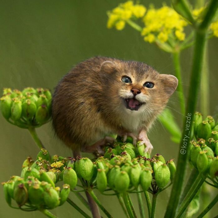 E se tudo tivesse rosto de gato? Bem-vindo ao universo felino mais maluco da internet (36 fotos) 16