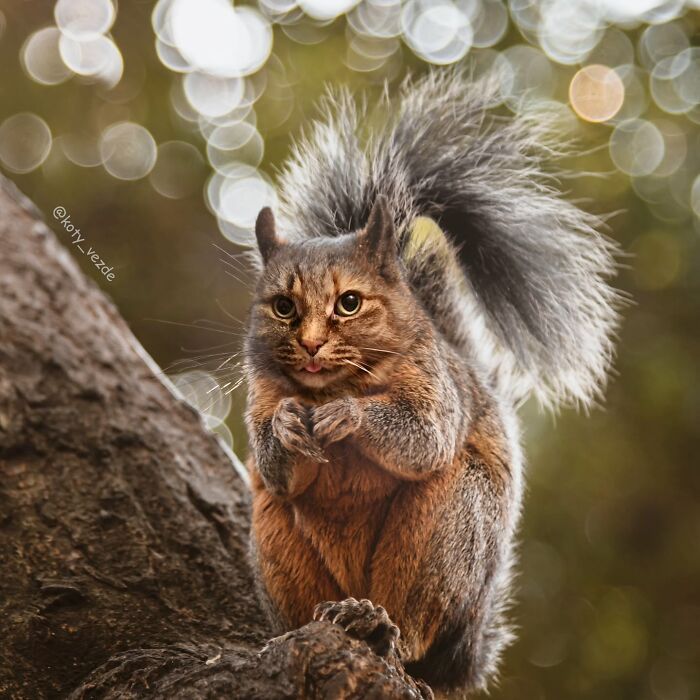 E se tudo tivesse rosto de gato? Bem-vindo ao universo felino mais maluco da internet (36 fotos) 24