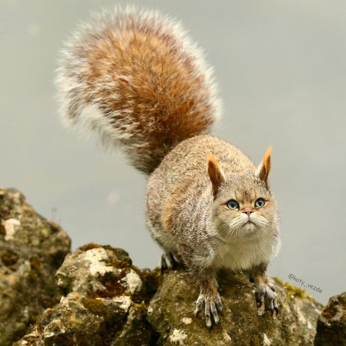 E se tudo tivesse rosto de gato? Bem-vindo ao universo felino mais maluco da internet (36 fotos) 25