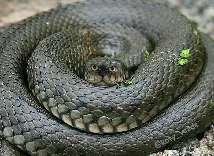 E se tudo tivesse rosto de gato? Bem-vindo ao universo felino mais maluco da internet (36 fotos) 26