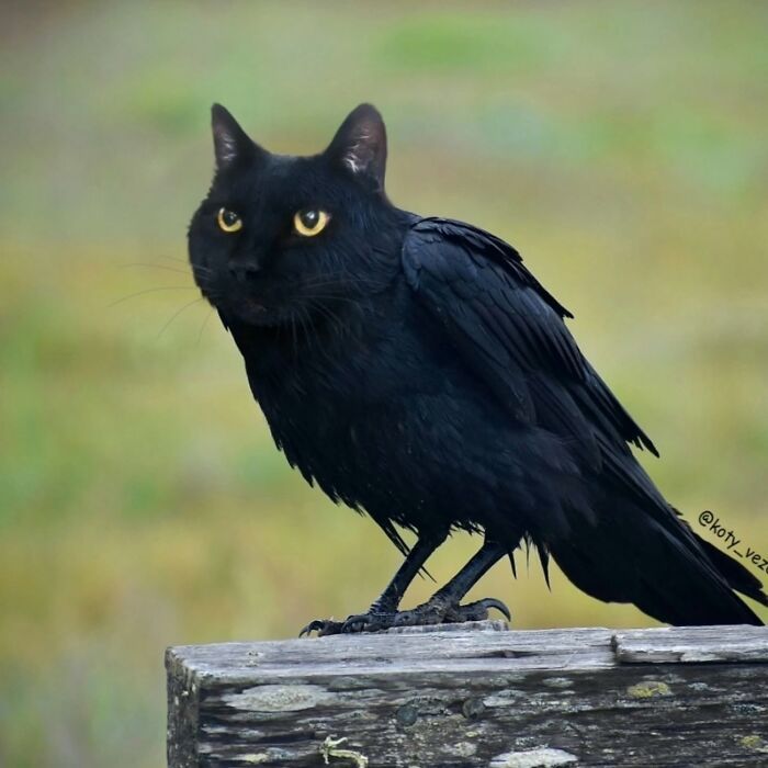 E se tudo tivesse rosto de gato? Bem-vindo ao universo felino mais maluco da internet (36 fotos) 31