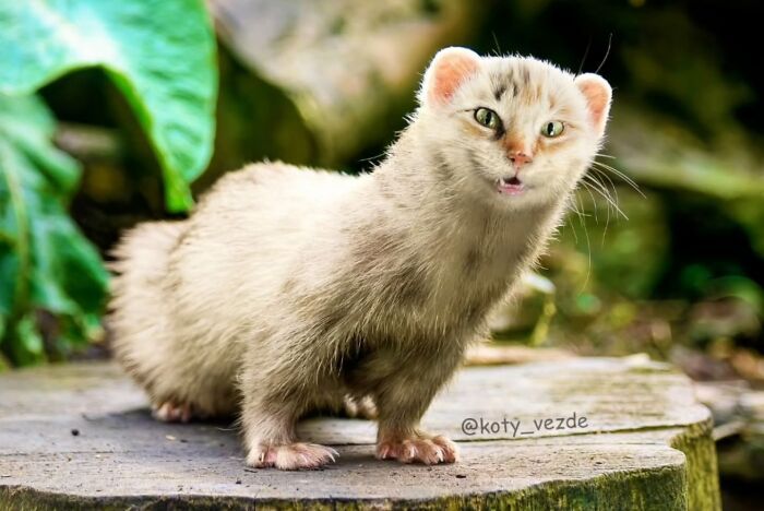 E se tudo tivesse rosto de gato? Bem-vindo ao universo felino mais maluco da internet (36 fotos) 34