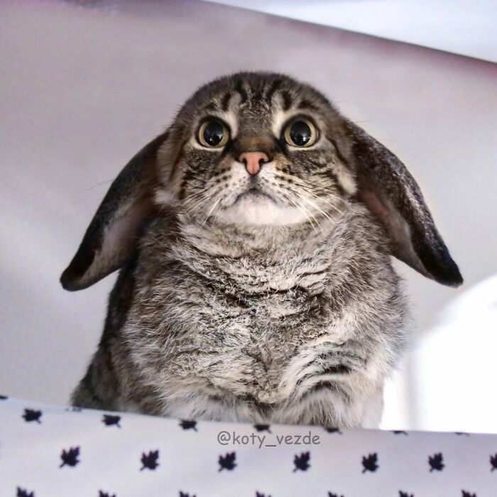 E se tudo tivesse rosto de gato? Bem-vindo ao universo felino mais maluco da internet (36 fotos) 36