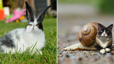 E se tudo tivesse rosto de gato? Bem-vindo ao universo felino mais maluco da internet (36 fotos) 27
