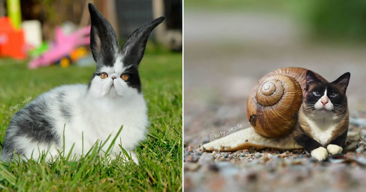 E se tudo tivesse rosto de gato? Bem-vindo ao universo felino mais maluco da internet (36 fotos)
