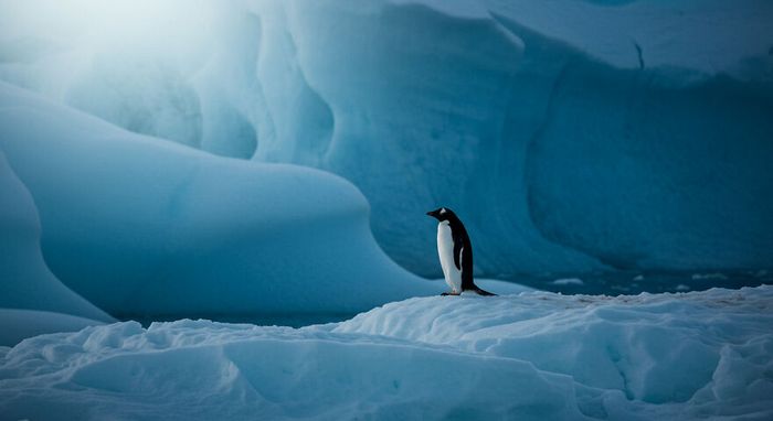 Uma viagem fotográfica pela Antártida: A beleza congelante que vai te deixar sem palavras (10 fotos) 2