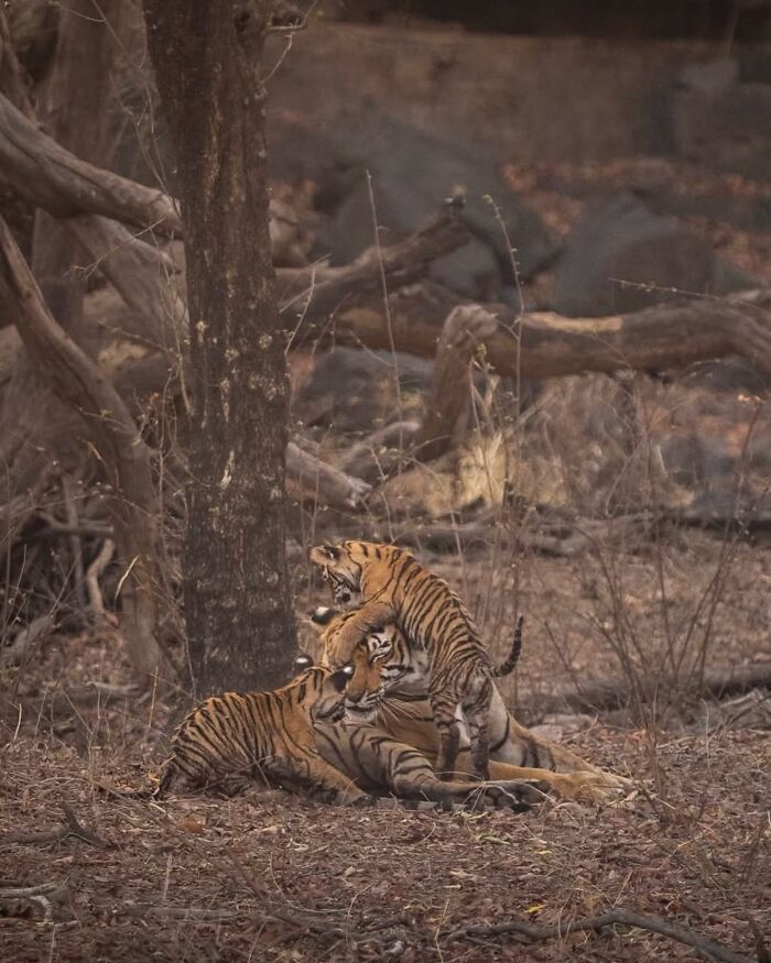 Vladimír Čech Jr. e os animais que ninguém vê (32 fotos) 15