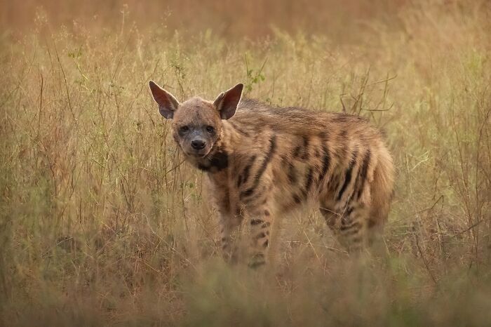 Vladimír Čech Jr. e os animais que ninguém vê (32 fotos) 21