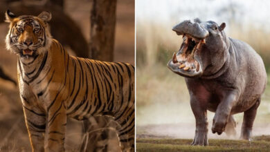 Vladimír Čech Jr. e os animais que ninguém vê (32 fotos) 49