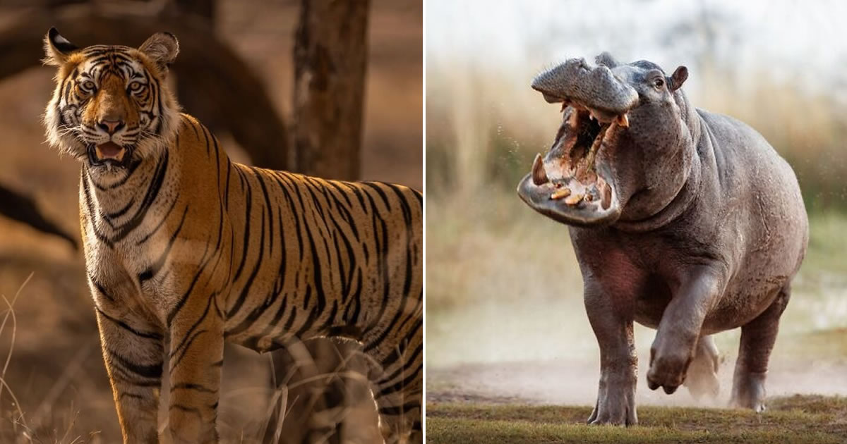 Vladimír Čech Jr. e os animais que ninguém vê (32 fotos)