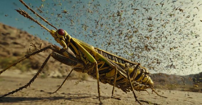 Gafanhoto do Deserto (Schistocerca gregaria)