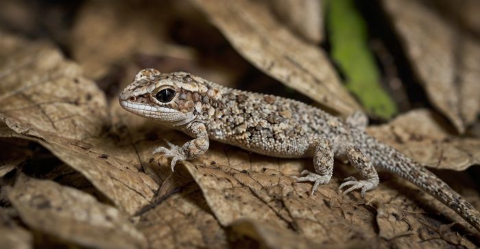 Sphaerodactylus ariasae — O menor réptil do mundo