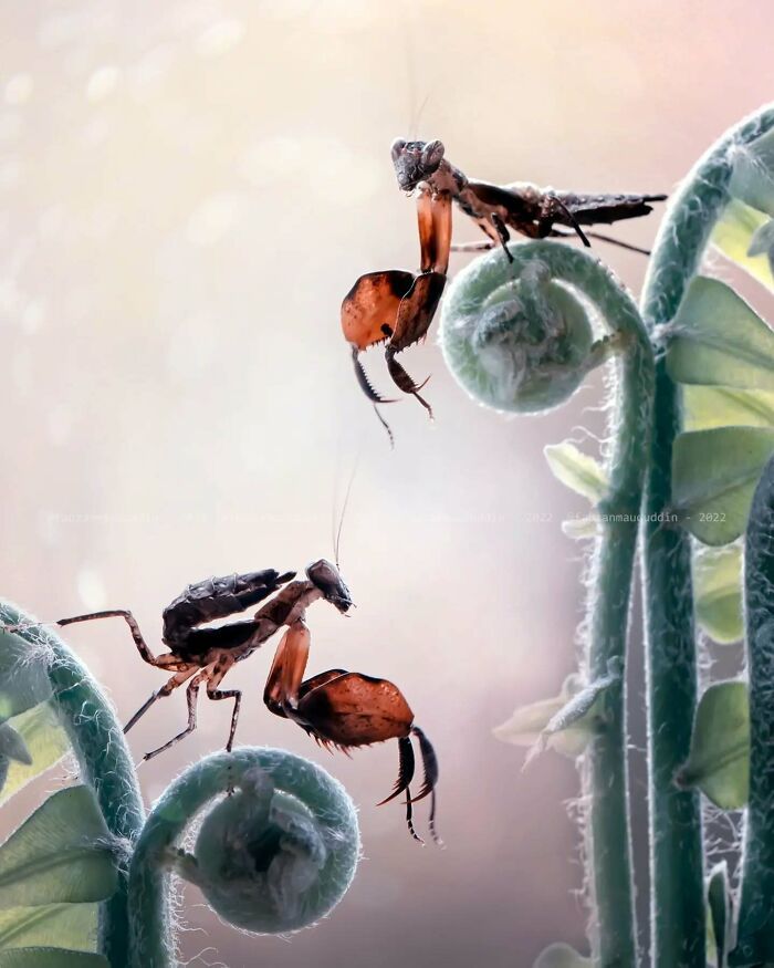 A beleza invisível dos insetos: o olhar mágico de Fauzan Maududdin (35 fotos) 34