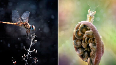 A beleza invisível dos insetos: o olhar mágico de Fauzan Maududdin (35 fotos) 38