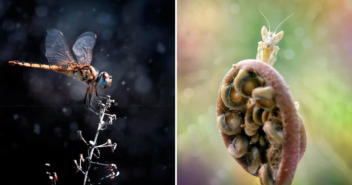 A beleza invisível dos insetos: o olhar mágico de Fauzan Maududdin (35 fotos)