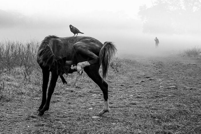 Ayanava Sil: a poesia da fotografia de rua em preto e branco (30 fotos) 13