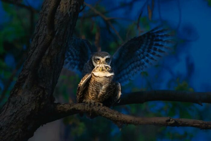 Kaushik Wildlife: poesia visual que revela a alma dos animais (32 fotos) 16