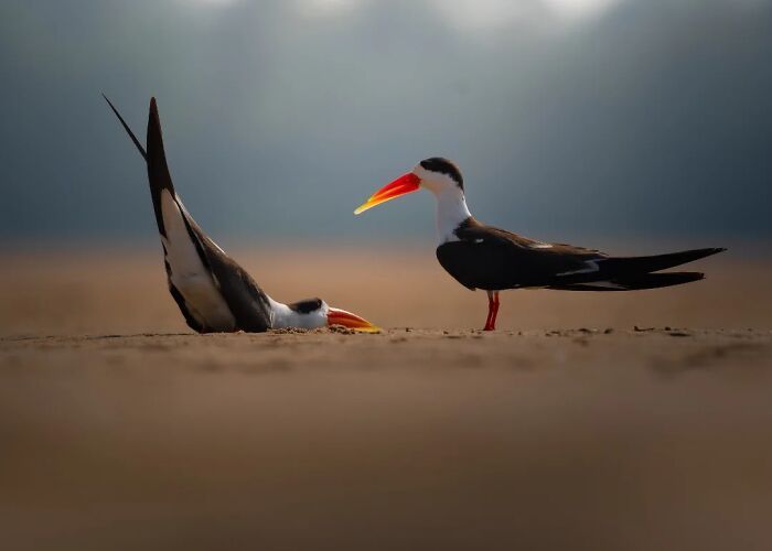 Kaushik Wildlife: poesia visual que revela a alma dos animais (32 fotos) 23