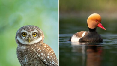 Kaushik Wildlife: poesia visual que revela a alma dos animais (32 fotos) 23