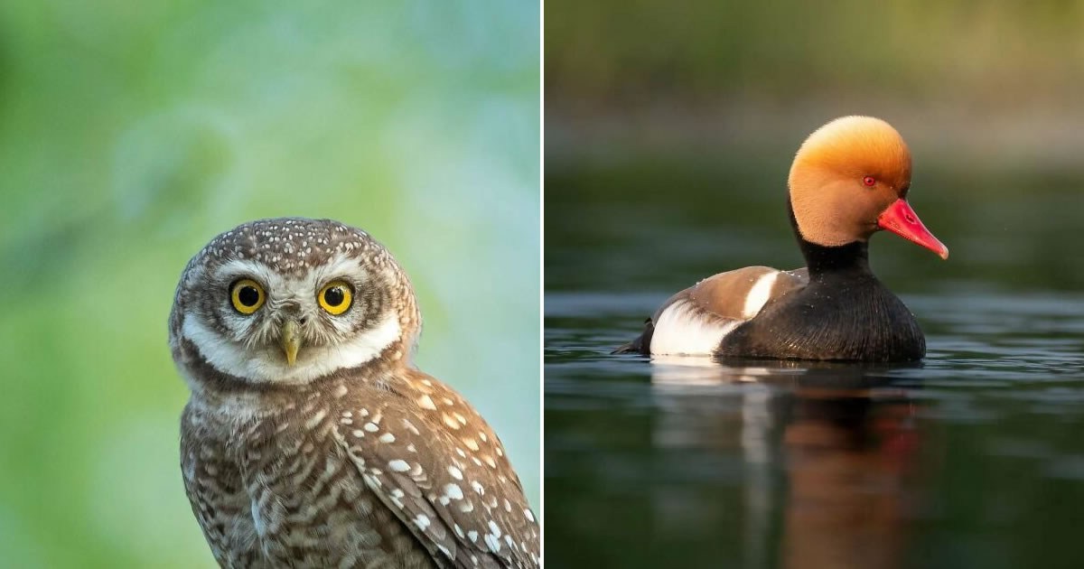 Kaushik Wildlife: poesia visual que revela a alma dos animais (32 fotos)