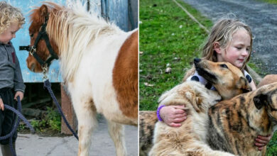 O vínculo incrível entre crianças e animais nas lentes de Michele Zousmer (29 fotos) 35