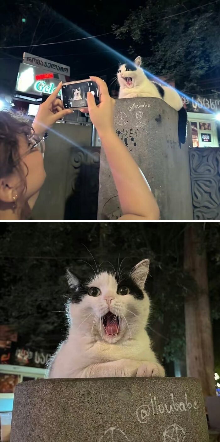 Por que gatos são o conteúdo mais viciante da Internet (33 fotos) 2