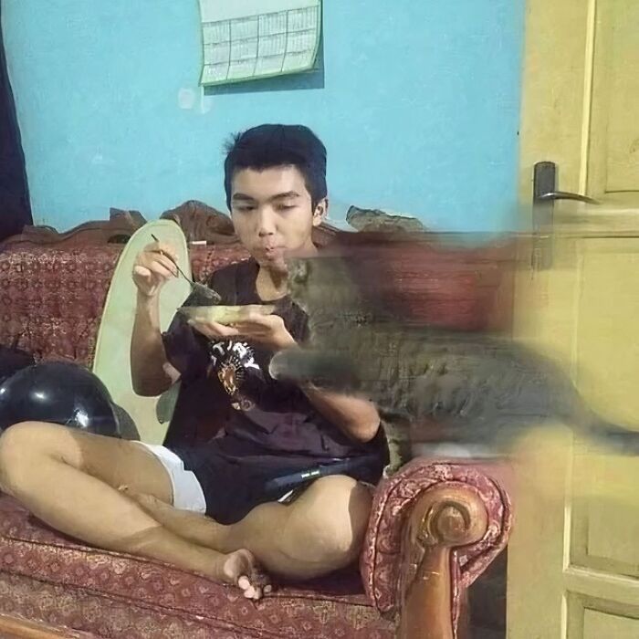 Por que gatos são o conteúdo mais viciante da Internet (33 fotos) 4