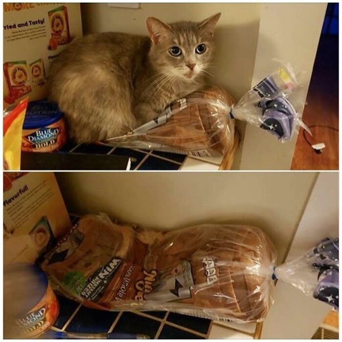 Por que gatos são o conteúdo mais viciante da Internet (33 fotos) 7