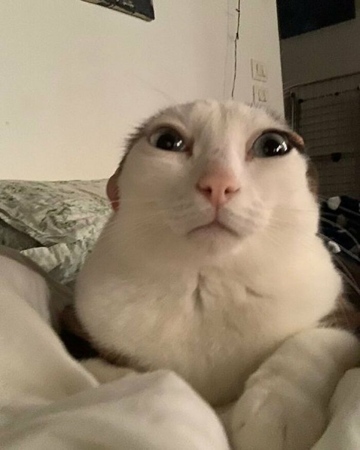 Por que gatos são o conteúdo mais viciante da Internet (33 fotos) 12