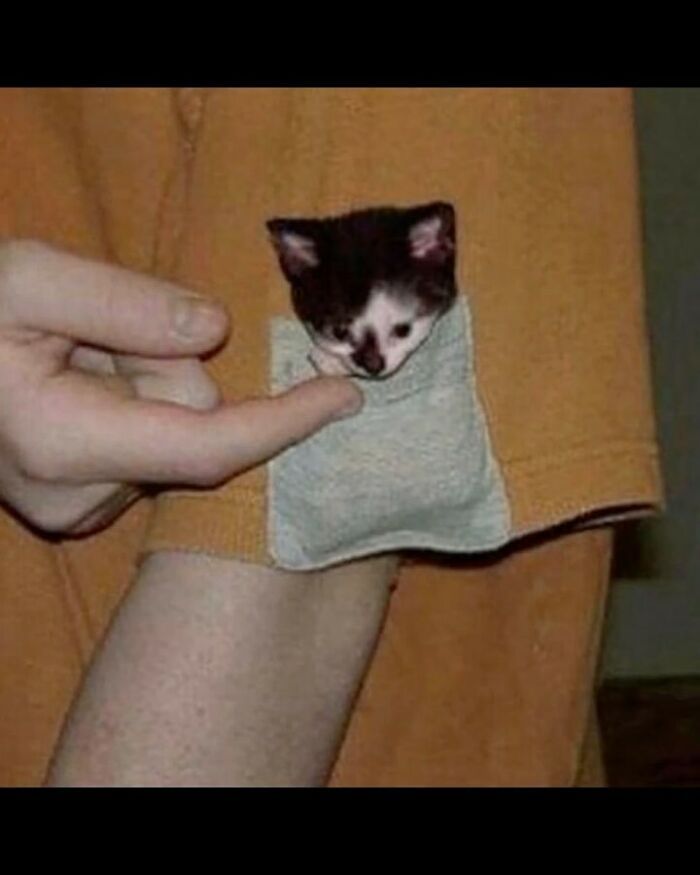 Por que gatos são o conteúdo mais viciante da Internet (33 fotos) 13