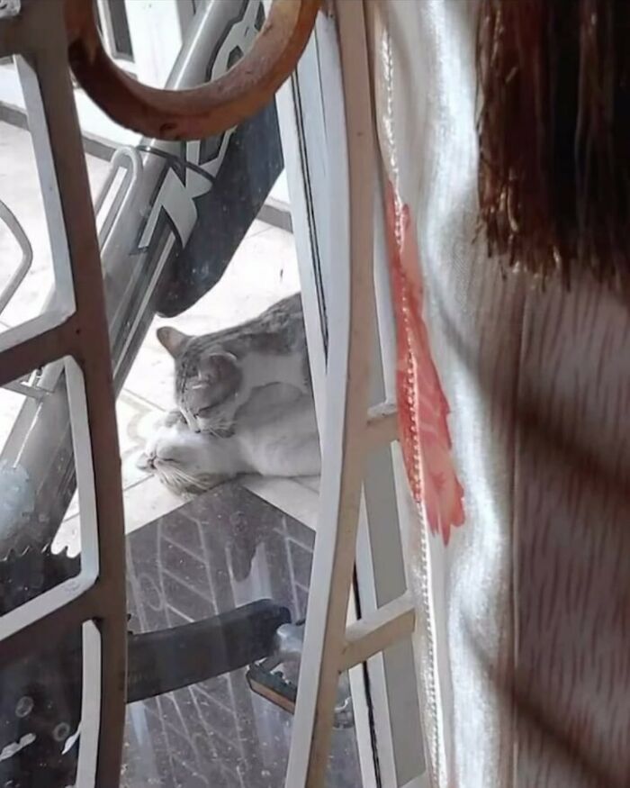 Por que gatos são o conteúdo mais viciante da Internet (33 fotos) 14