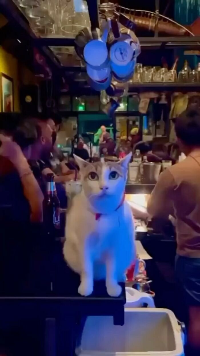 Por que gatos são o conteúdo mais viciante da Internet (33 fotos) 15