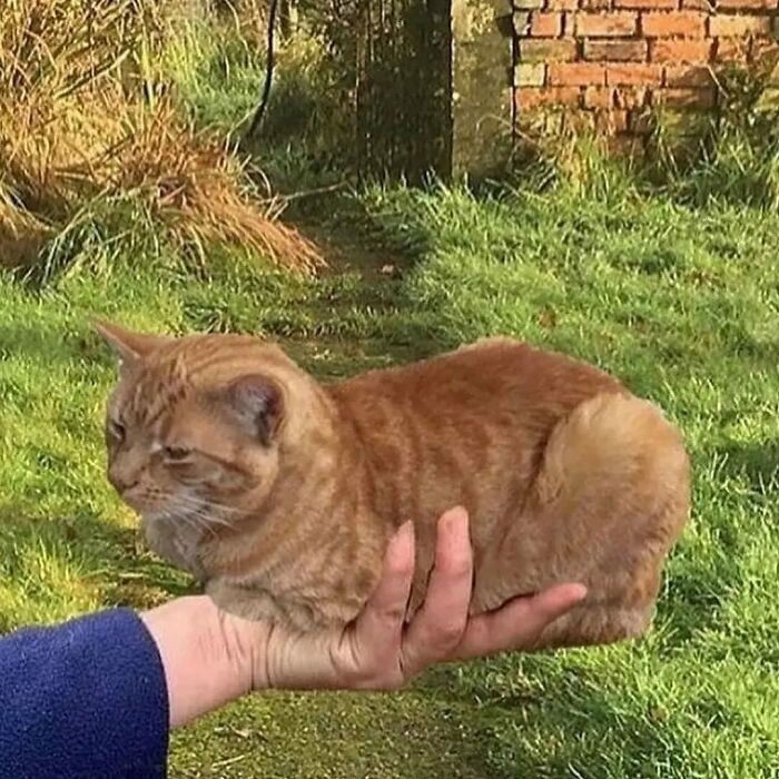 Por que gatos são o conteúdo mais viciante da Internet (33 fotos) 17