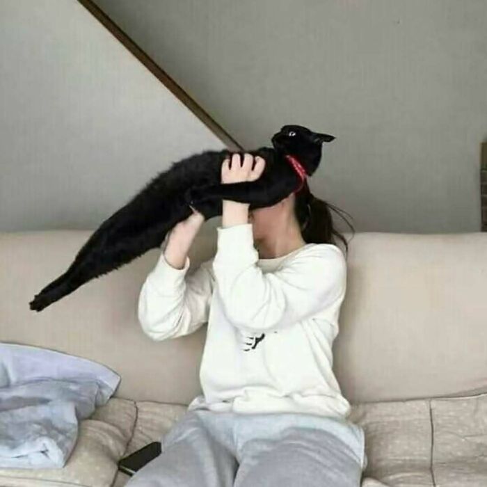 Por que gatos são o conteúdo mais viciante da Internet (33 fotos) 18