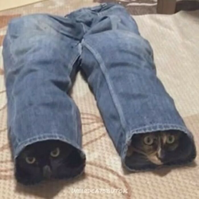 Por que gatos são o conteúdo mais viciante da Internet (33 fotos) 19