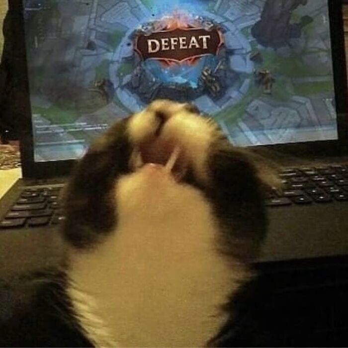 Por que gatos são o conteúdo mais viciante da Internet (33 fotos) 22