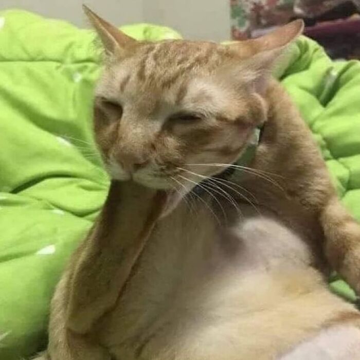 Por que gatos são o conteúdo mais viciante da Internet (33 fotos) 24