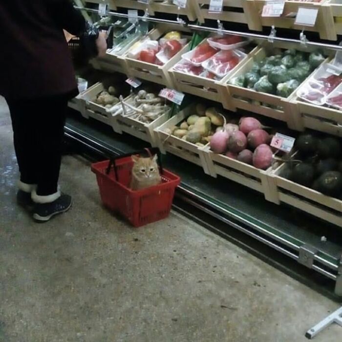 Por que gatos são o conteúdo mais viciante da Internet (33 fotos) 25