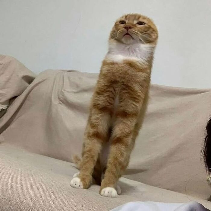 Por que gatos são o conteúdo mais viciante da Internet (33 fotos) 31