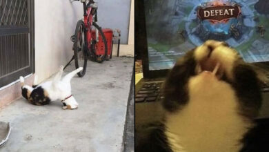 Por que gatos são o conteúdo mais viciante da Internet (33 fotos) 53