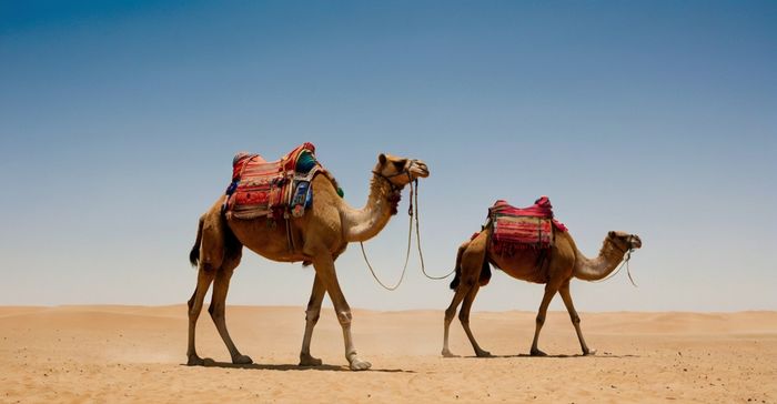 Camelo – O navegador do deserto